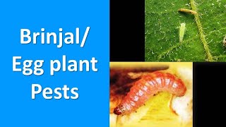 How to manage Insect Pests of Brinjal Egg plant Solanum melongena [upl. by Apollo]