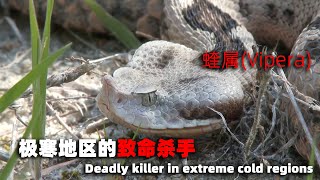 Deadly killers in the extreme cold  Vipera 极寒地区的致命杀手  蝰属 [upl. by Jacquelynn]