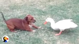 Dog and Duck Cant Stop Playing Together  The Dodo [upl. by Akyeluz]