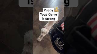 Puppy harness yoga downwardog doggystyle funny fypシ゚viral [upl. by Kannan]