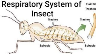 Respiratory System of Insect ।। Tracheae Tracheoles Spiracles Taenidia [upl. by Brebner111]