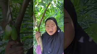 sambel belimbing wuluh minivlog masak berkebun adayinmylife [upl. by Jarlathus885]