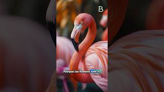 Pourquoi les flamants sontils roses  🦩 [upl. by Shea]