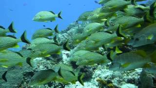 Coral Reefs Scenes Cozumel Diving [upl. by Akinahs]