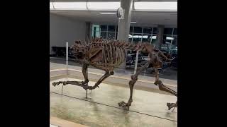 Saber Tooth Cat skeletal display [upl. by Hermann]