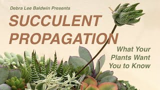 Succulent Propagation What Your Plants Want You to Know [upl. by Ahseikram72]