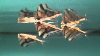 Marbled Hatchetfish carnegiella strigata for sale at Tyne Valley Aquatics [upl. by Jewett]