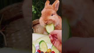 bunny Rabbit eating cucumber strawberry bunny rabbit pets animals [upl. by Nagaem]