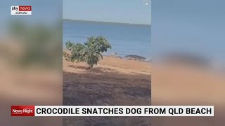 Crocodile snatches dog from QLD beach [upl. by Ttevy769]