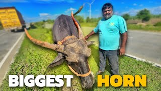 India Ke Sabse Bade Singh Wale Bhains 😱  Aaj Truck Sagar chalayega  vlog [upl. by Assennej348]