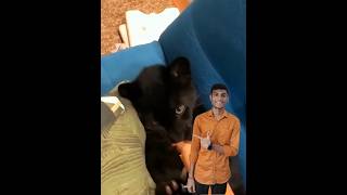 a baby cub turn into a black panther 😯😲 [upl. by Acirretal]