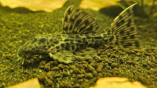 Giveaway Time L160 spiny monster pleco 1000 subscribers [upl. by Ilhsa]