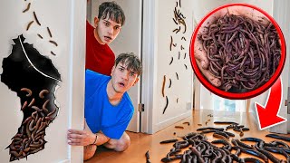 We Found WORMS In Our House [upl. by Nahtanhoj]