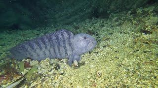 Dive site Tuvveggen in Saltstraumen Norway  Dykning vid Tuvveggen Saltströmmen [upl. by Eelam505]