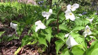 Honey Bee on White Trillium [upl. by Beutner]