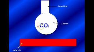 Local Control  Respiration [upl. by Aleahcim858]