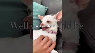 Angry Chihuahua  Funny Dogs funny dog chihuahua [upl. by Kimberlyn]