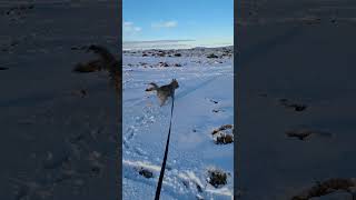 Afternoon Dog Walk Bodmin Moor in the Snow cornwall dogwalk bodminmoor [upl. by Francie]