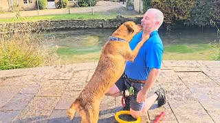 Tourist Training Bailey at Castle Combe yellowhoop dog [upl. by Adnahsal]