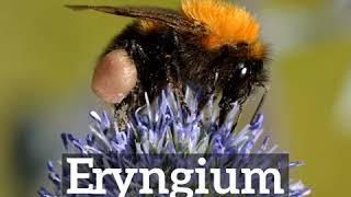 How to Say Eryngium in English  How Does Eryngium Look  What is Eryngium [upl. by Ynttirb]