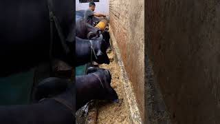 Feeding animals shortvideo dairyfarming trendingshorts trandingsong viralvideo o motivation [upl. by Haymes23]