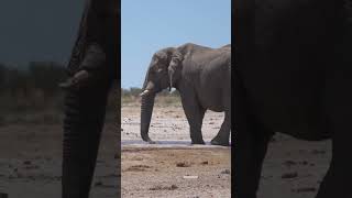 Surviving an Elephants Water Attack [upl. by Ahsinam]