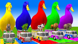 5 Giant Duck CartoonCowElephantTigerLionGorilla Paint Wild Animals Crossing Fountain Animation [upl. by Aggappora]