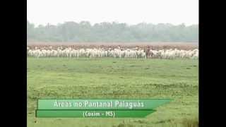 FAZENDAS À VENDA NO PANTANAL  MS [upl. by Nuris100]