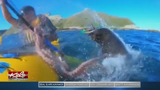 WATCH Seal Slaps Kayaker With Octopus [upl. by Aivekahs]