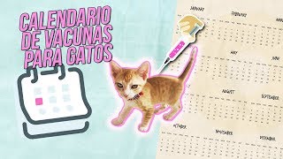 Calendario de VACUNAS para GATOS 💉😾  ¿Se te ha pasado alguna [upl. by Gino]