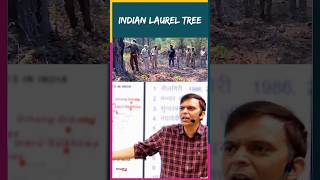 Indian laurel tree🌲 by Sunil Puniya Sir springboard shorts viralvideos [upl. by Leamaj]