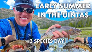 Finding Cutthroat in Utahs Uinta Mountains  Early Summer Trout Fly Fishing  3 Species Day [upl. by Drofdeb]