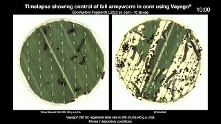 Fast cessation of feeding activity timelapse for Vayego® 200SC Insecticide on fall army worm FAW [upl. by Eirrehc868]