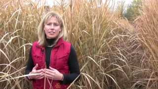 Growing Miscanthus A Crop With Potential Part 1 [upl. by Jecon925]