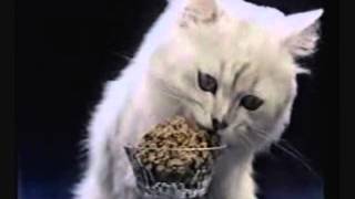 Fancy Feast Cat Food Commercial 1984 [upl. by Inverson]