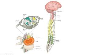 Dermatomes and Myotomes [upl. by Gnouh]