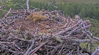 A pair of juvenile Bullfinches investigates the empty Loch Arkaig Osprey Nest Two 31 Jul 2024 zoom [upl. by Win343]