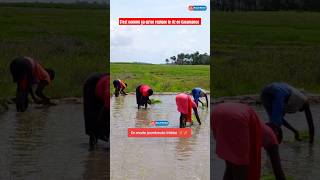 Repiquage du riz 🌾🌾 à la casamançaise 🇸🇳😍 [upl. by Magnum]