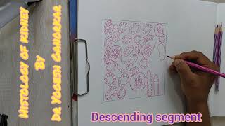 HISTOLOGY OF KIDNEY  HOW TO DRAW HISTOLOGICAL DIAGRAM OF KIDNEY BY DR YOGESH GANORKAR [upl. by Minor]