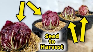 How to Grow this amazingly looking vegetable  Radicchio from seed to Harvest [upl. by Meurer]