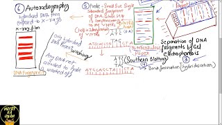 PART33 PROBES AND AUTORADIOGRAPHY DNA FINGERPRINTINGCHAPTER 6 NCERT CLASS 12TH BIOLOGY [upl. by Elak291]