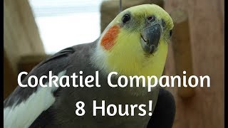 Cockatiel Companion 8 HOURS OF COCKATIEL SOUNDS Mega Compilation [upl. by Andrews152]