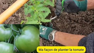 Comment je plante les pieds de tomates afin dobtenir de grandes quantités  2024 [upl. by Novehs]