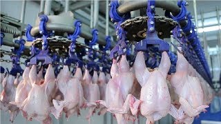 Modern Ultra Chicken Meat Processing Factory Amazing Food Processing Machines [upl. by Catha]