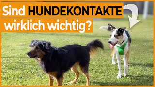 Hundebegegnungen ohne Leine I Braucht mein Hund wirklich andere Hunde Hunde verstehen lernen [upl. by Hunt472]