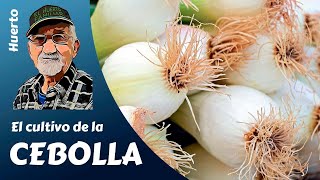 CEBOLLAS COMO SEMBRAR PLANTAR Y CULTIVAR CON ÉXITO CEBOLLAS DE TODO TIPO [upl. by Kcirdnekel786]