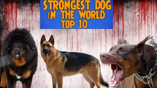 Top 10 Strongest Dog Breeds A Comprehensive Guide [upl. by Yffub]