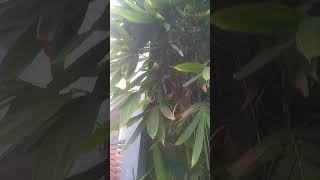 💥 Long Leaf⁉️💢 shorts gardening plants flowers viral trending ytshorts recipe cooking food [upl. by Eetse]