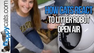 How Cats React to Litter Robot 3 Open Air Litter Robot Arrival Video  Floppycats [upl. by Lantz544]