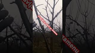 Rezidba šljiveprimer koje grane se ostavljaju za zamenupre 7 god plum pruning agriculture agro [upl. by Fotzsyzrk]